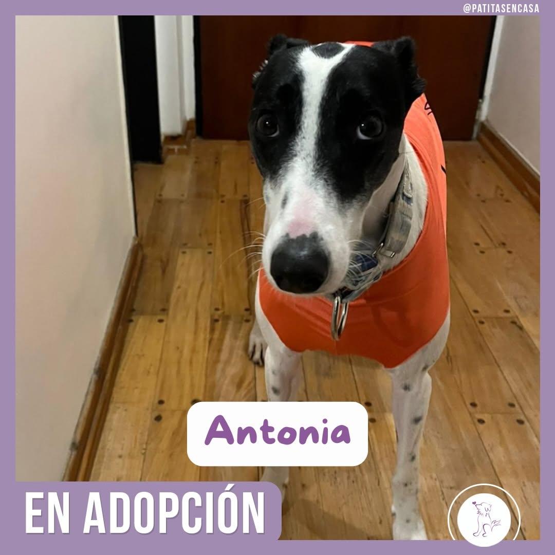 Antonia (3/11)