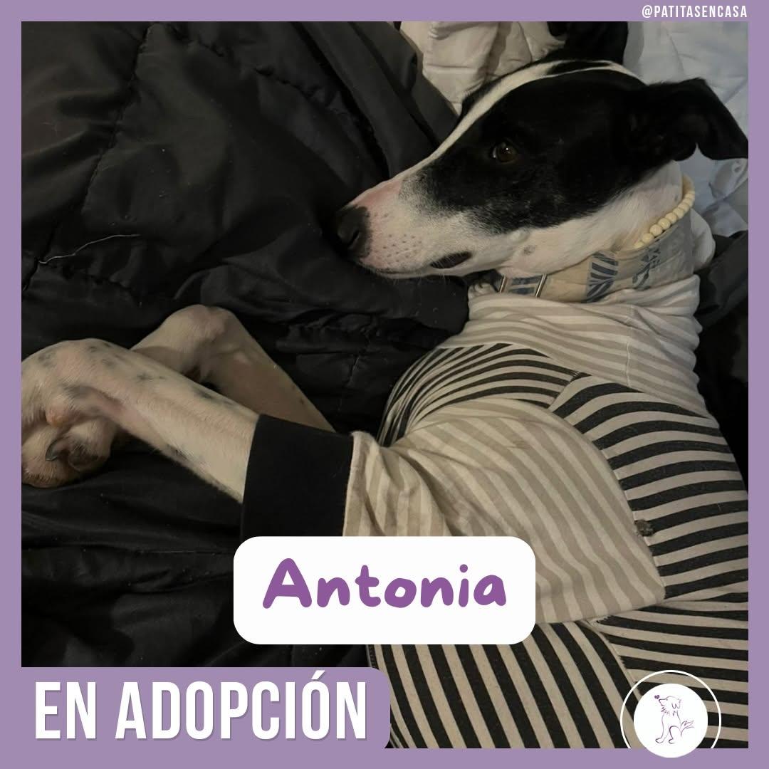 Antonia (4/11)