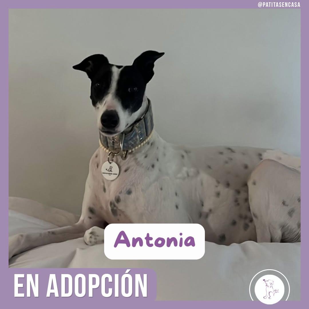 Antonia (5/11)