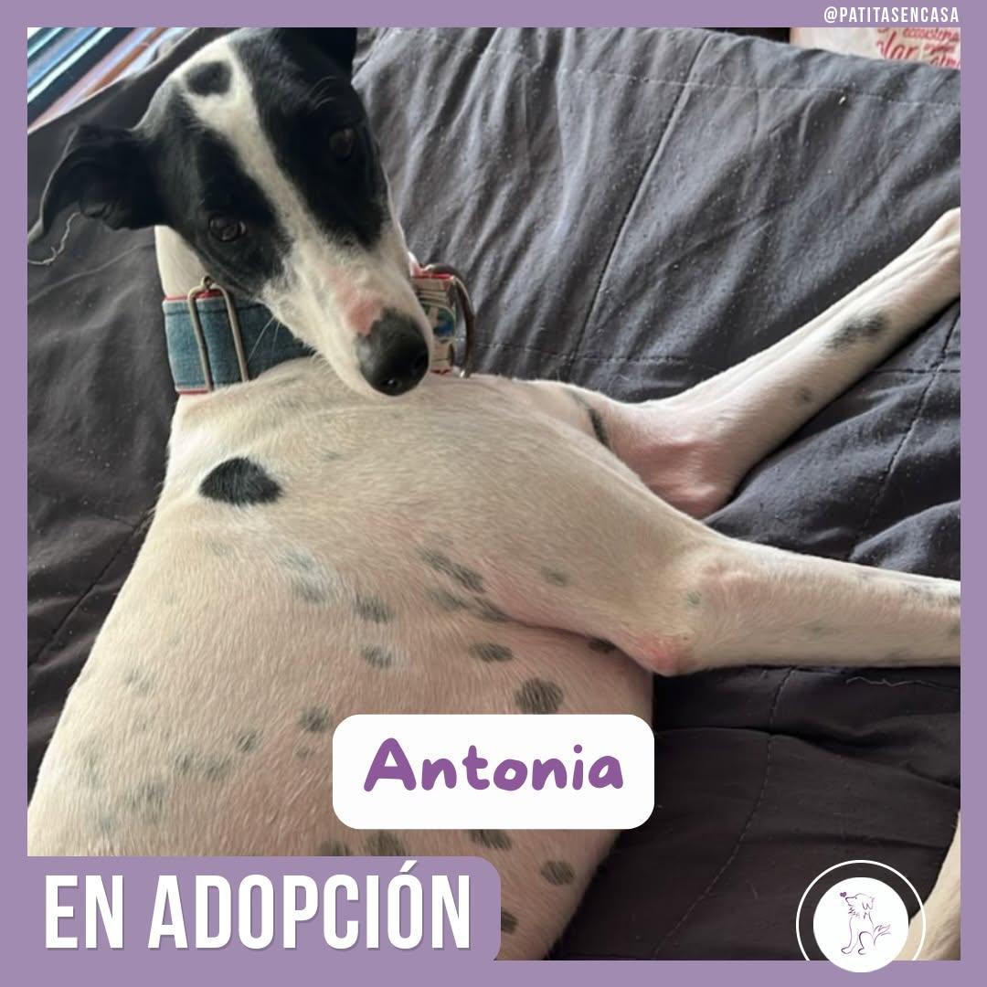 Antonia (6/11)