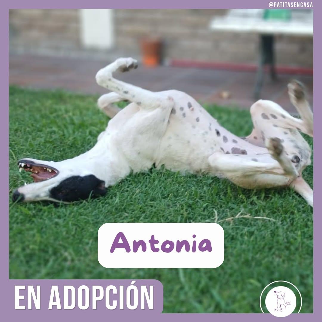 Antonia (8/11)