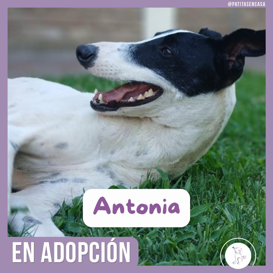 Antonia (9/11)