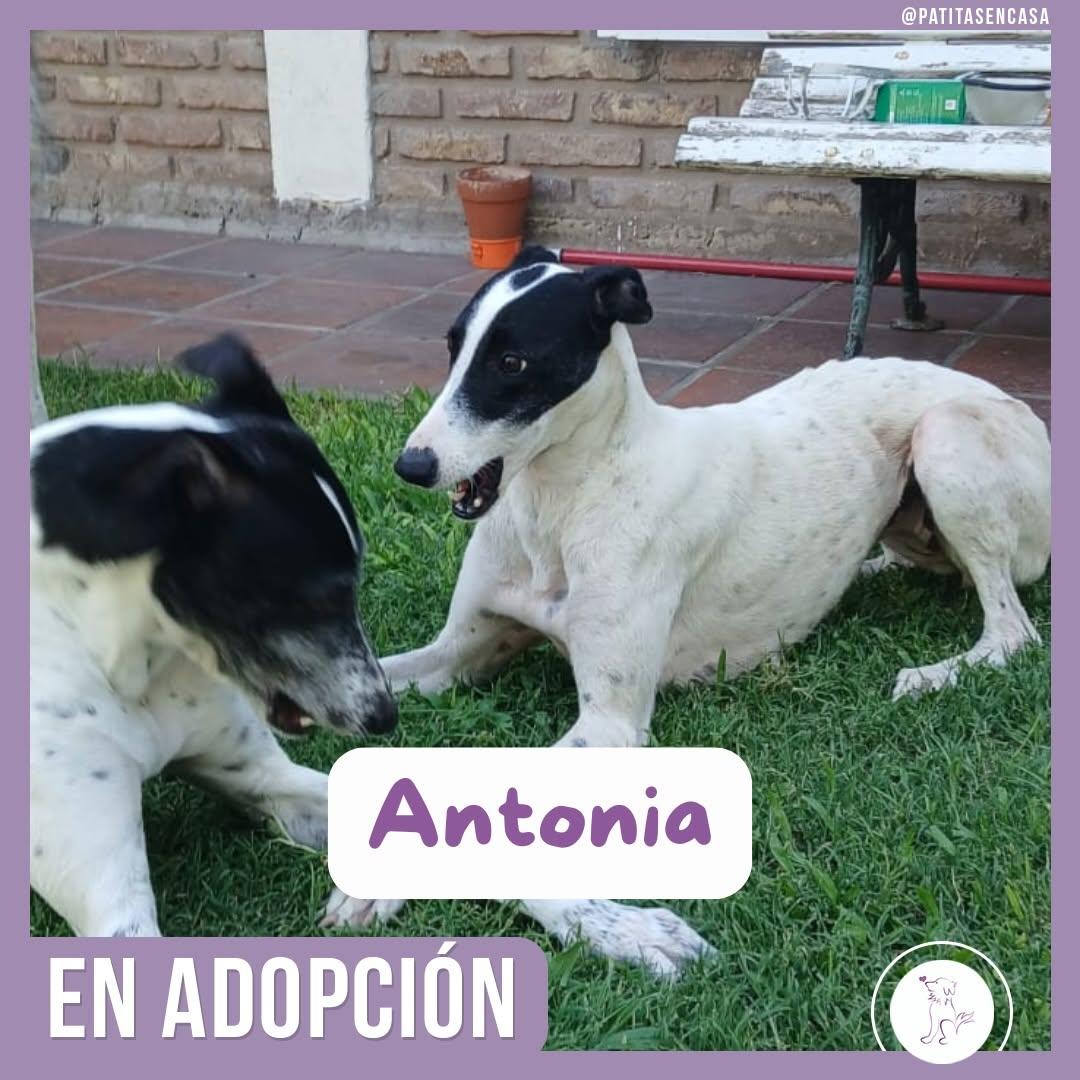Antonia (10/11)