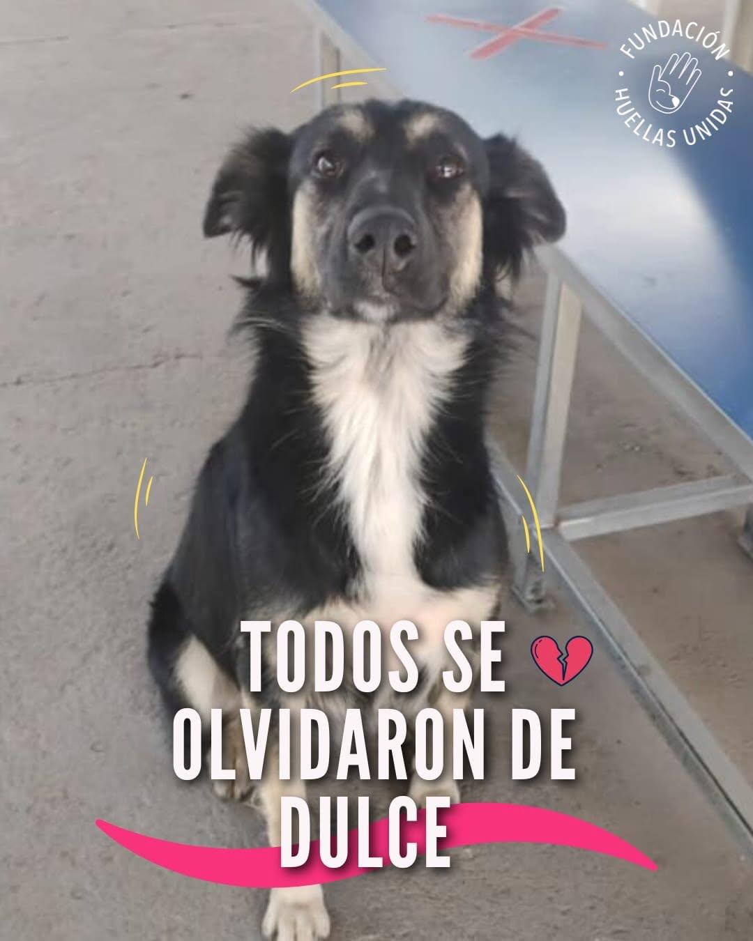 Dulce (1/7)