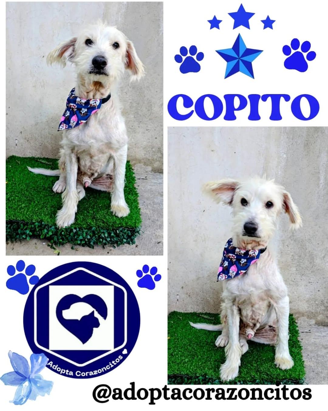 Copito (1/3)