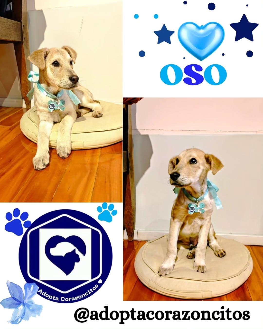 Osito (1/2)