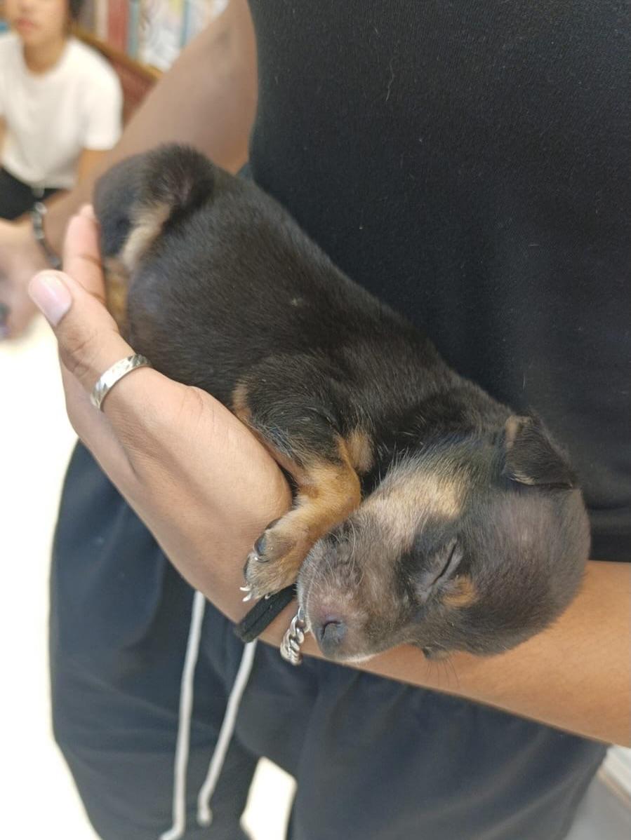 2 animalitos (1/2)