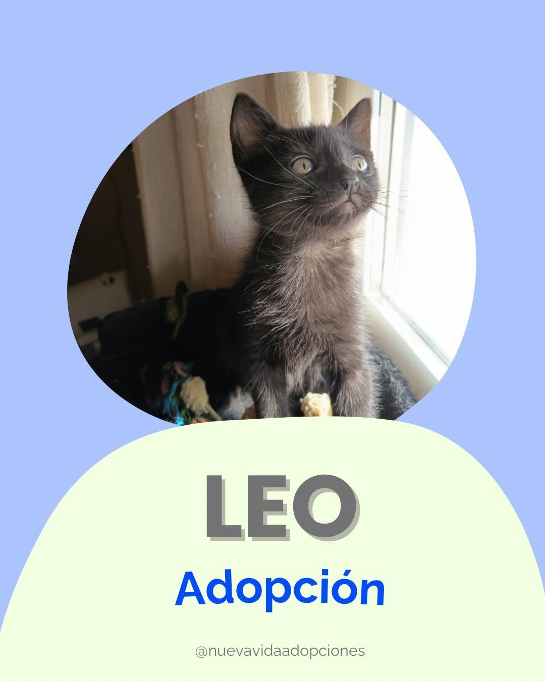 Leo (1/5)