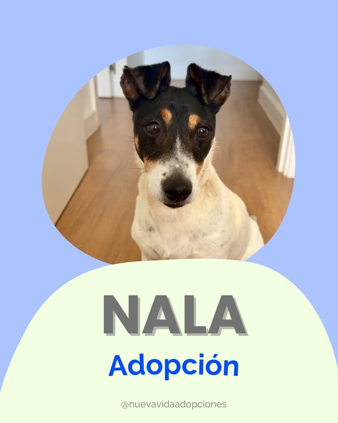 NALA (1/2)