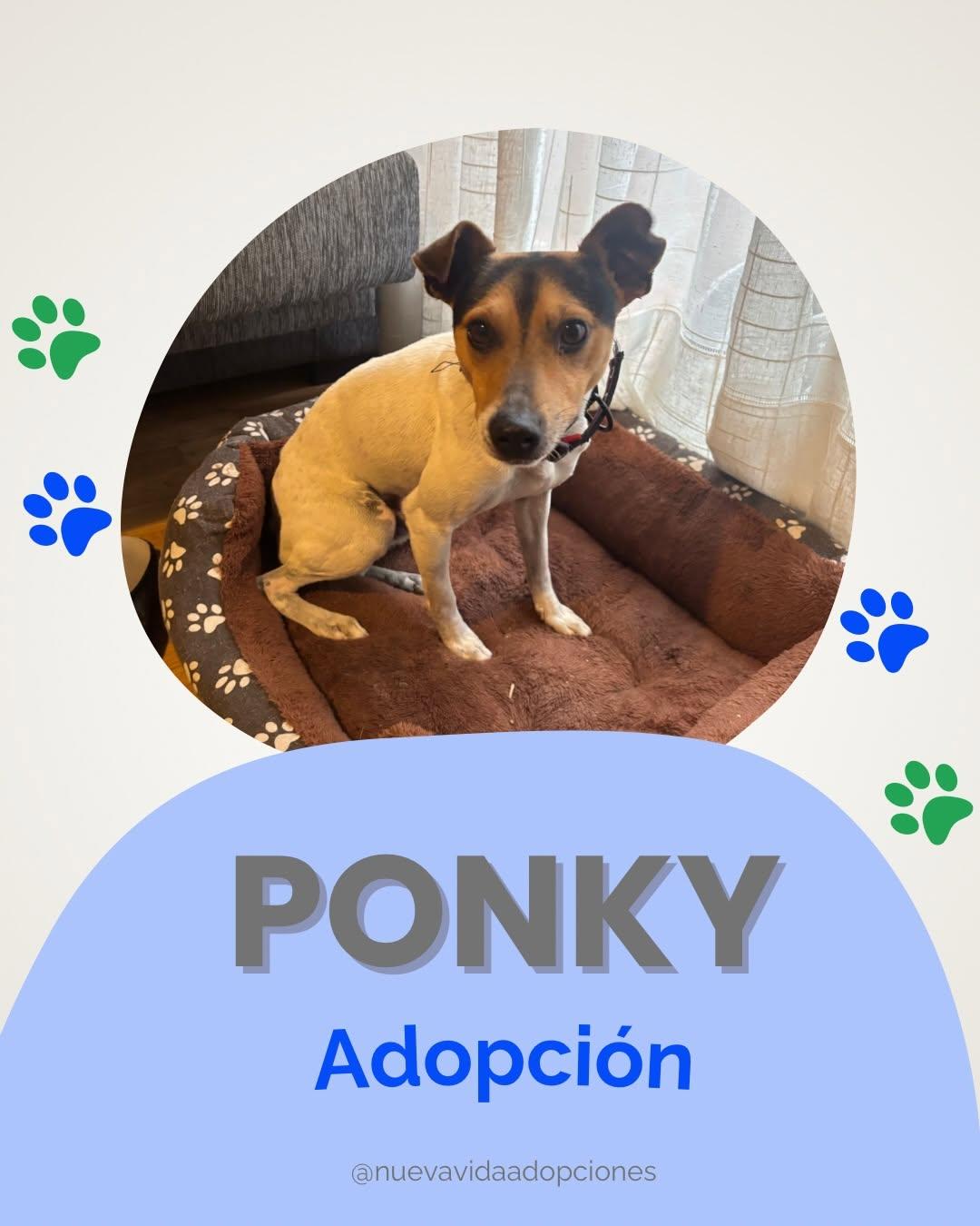 Ponky (1/3)