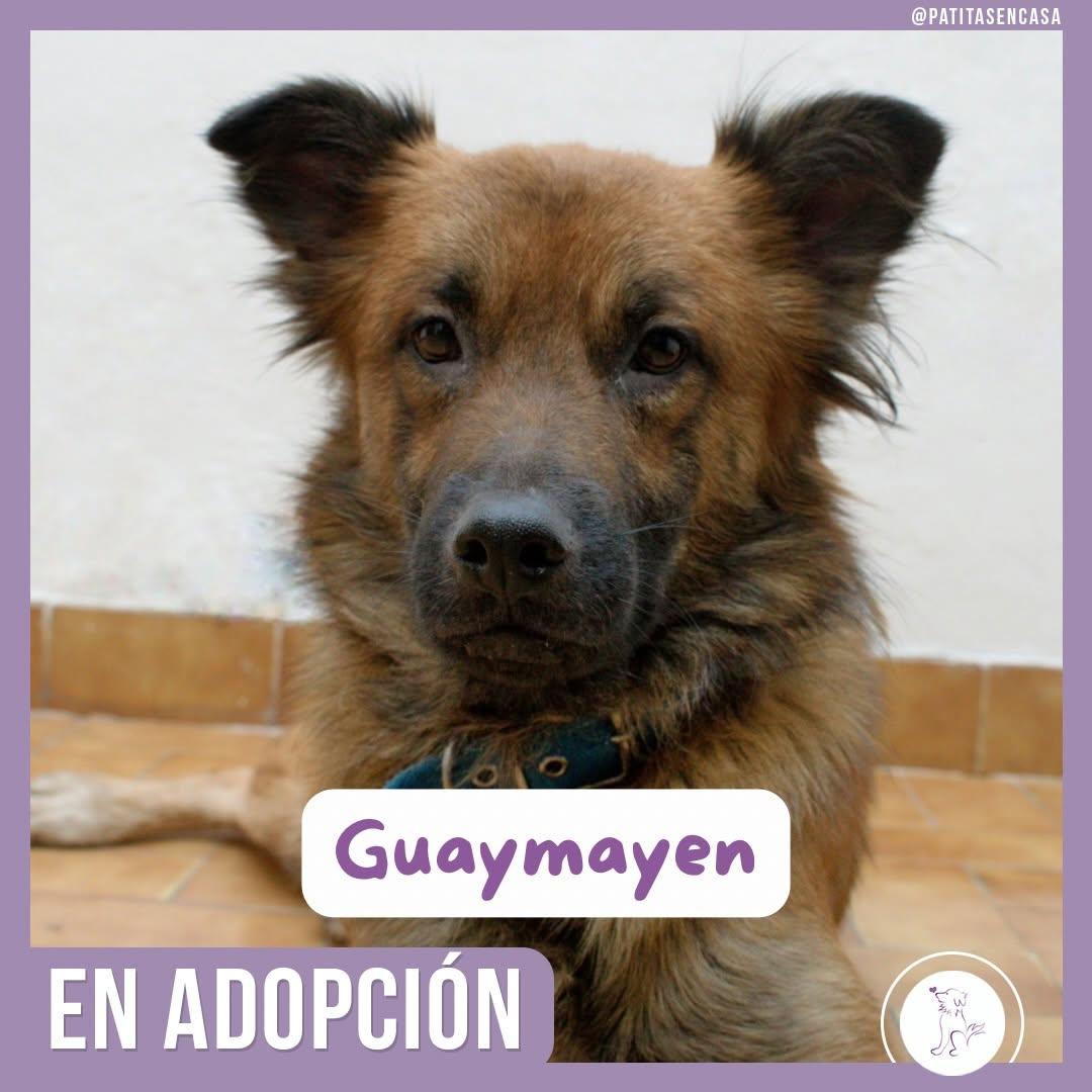 Guaymayen (1/5)