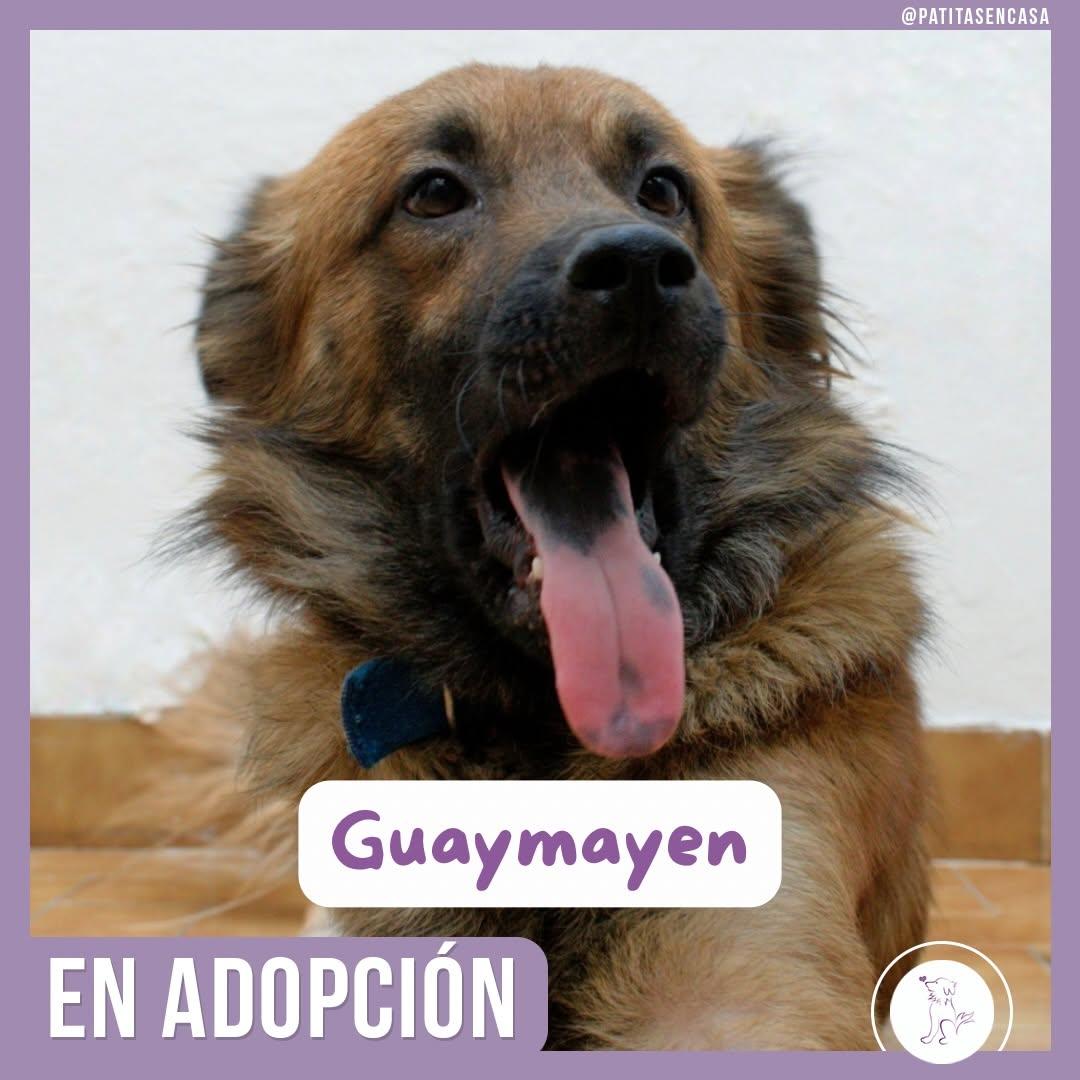 Guaymayen (2/5)