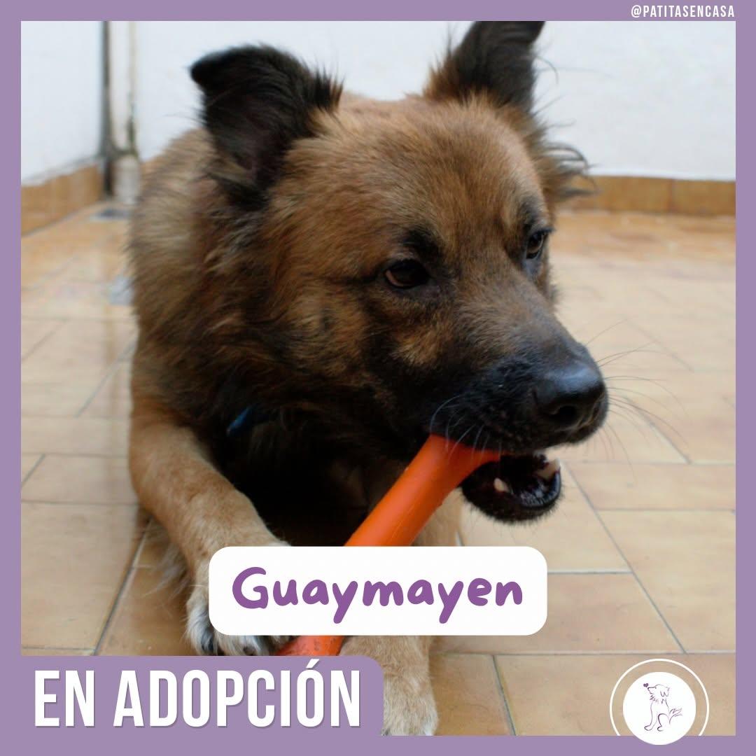 Guaymayen (5/5)