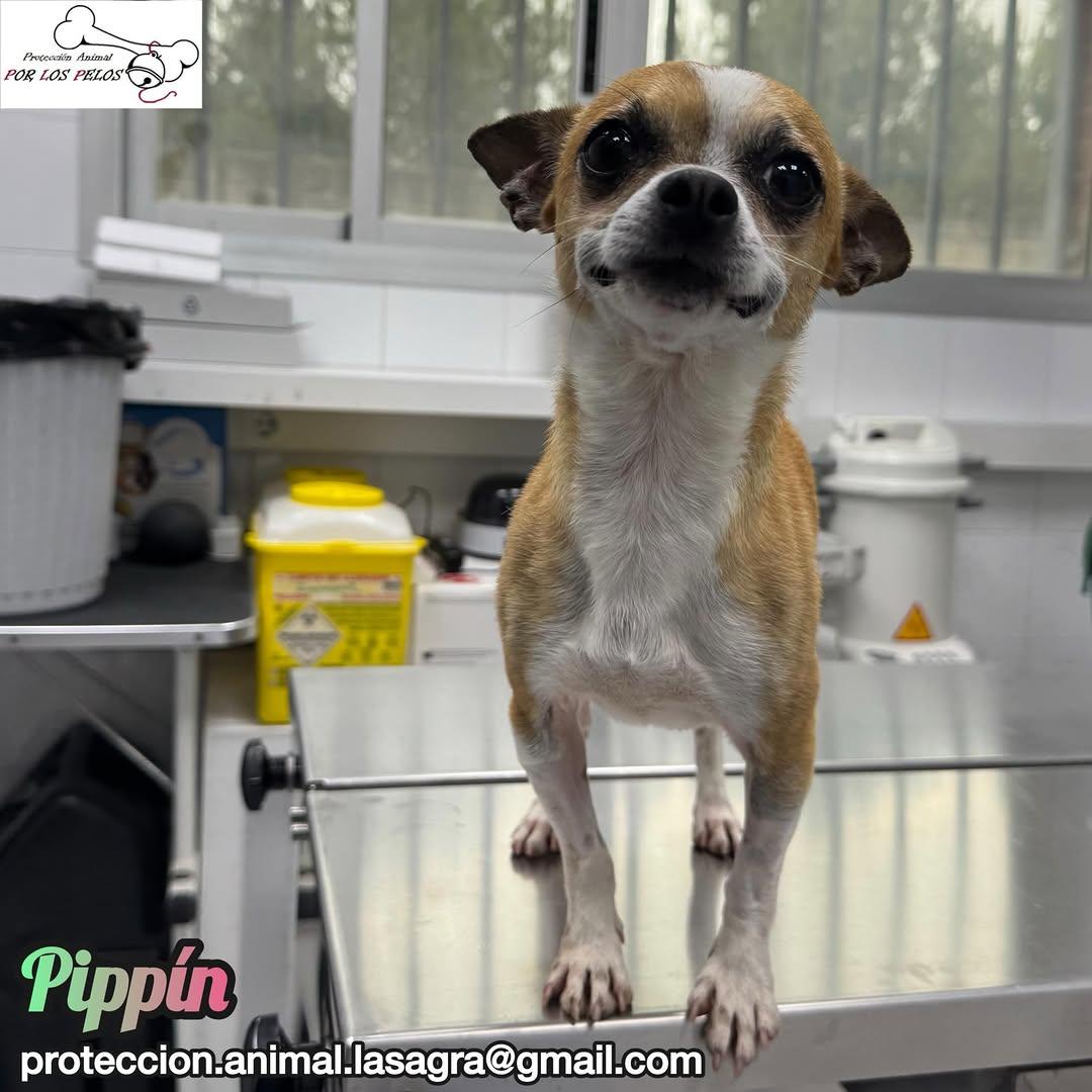 Pippin (2/6)