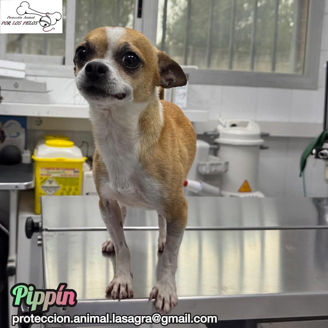 Pippin (5/6)