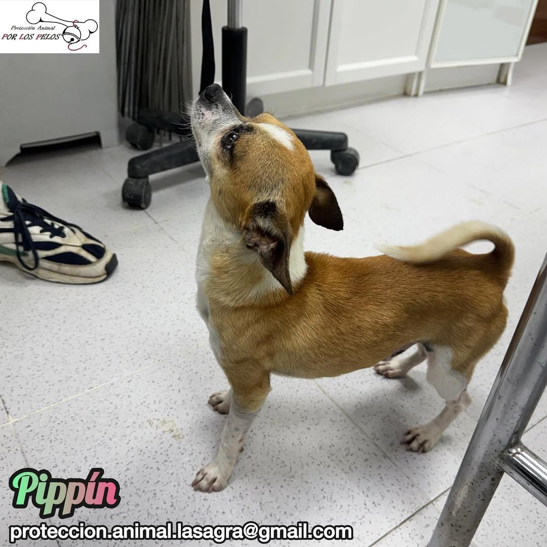 Pippin (6/6)
