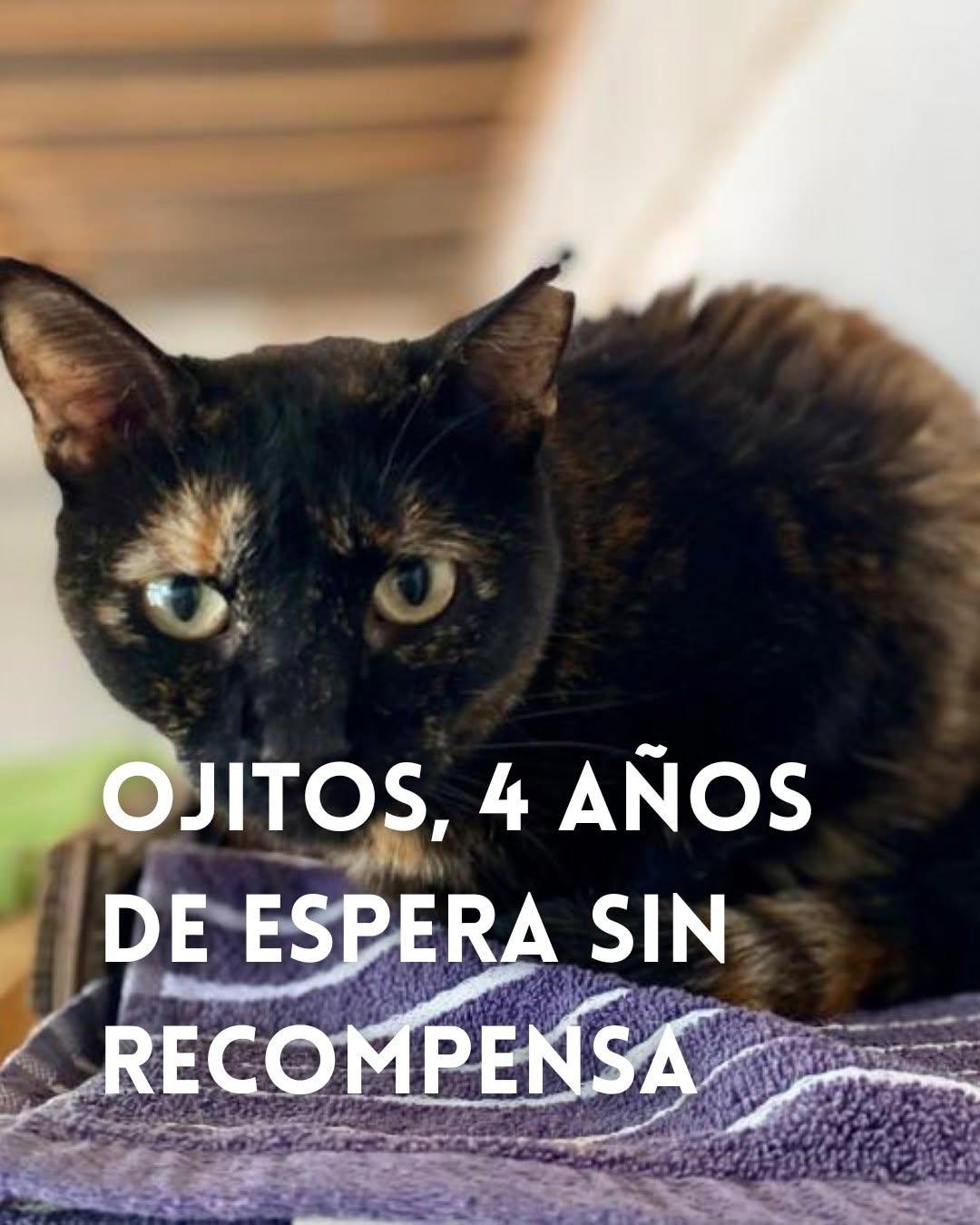 Ojitos (1/8)