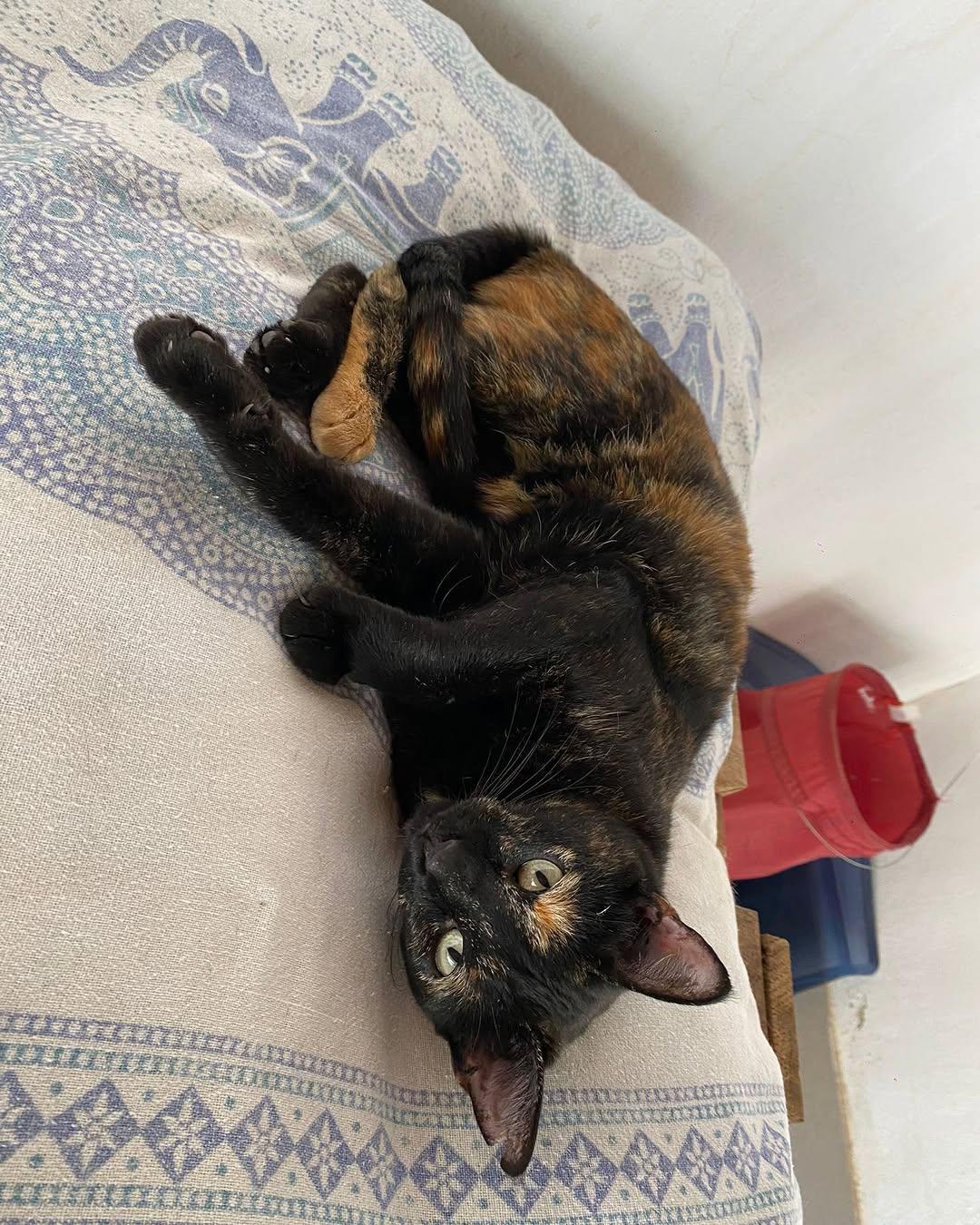 Ojitos (7/8)