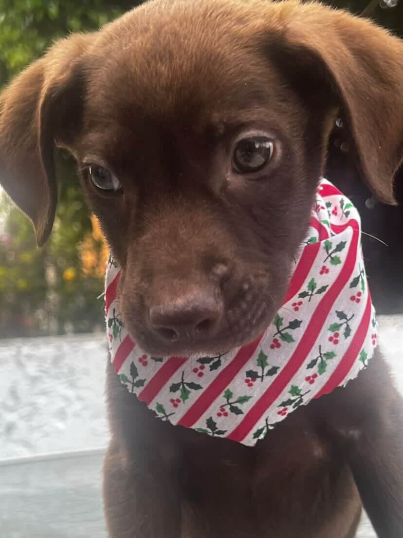 Choco (1/3)