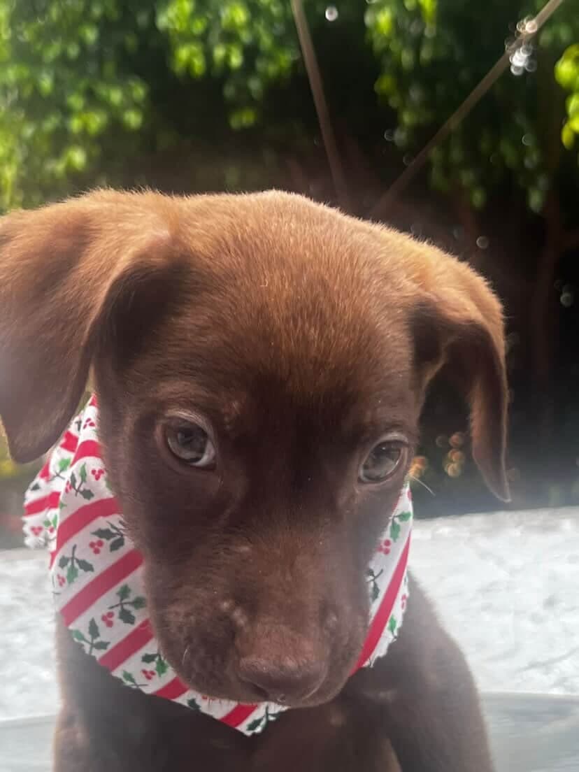 Choco (2/3)