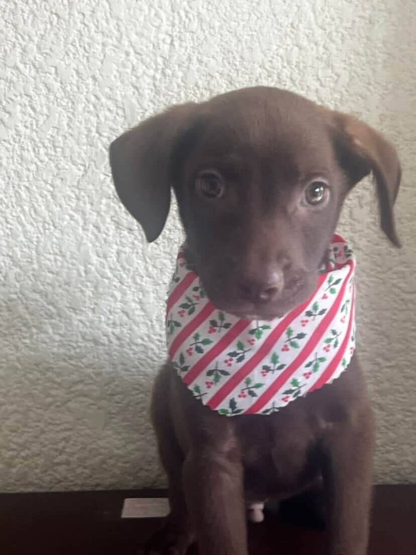 Choco (3/3)