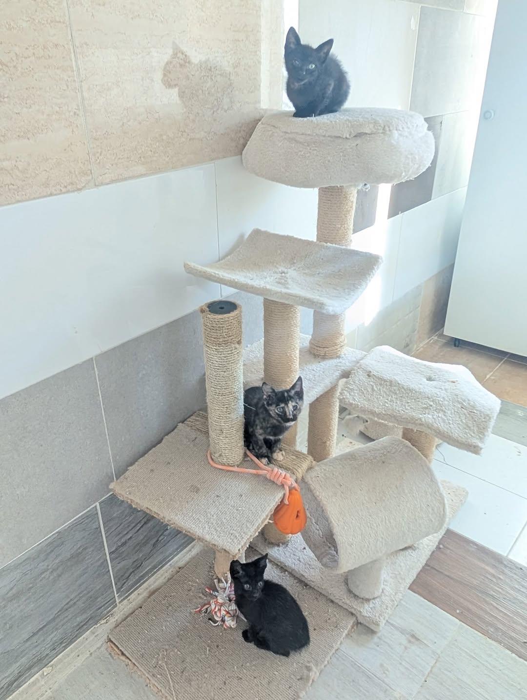 3 animalitos (1/8)