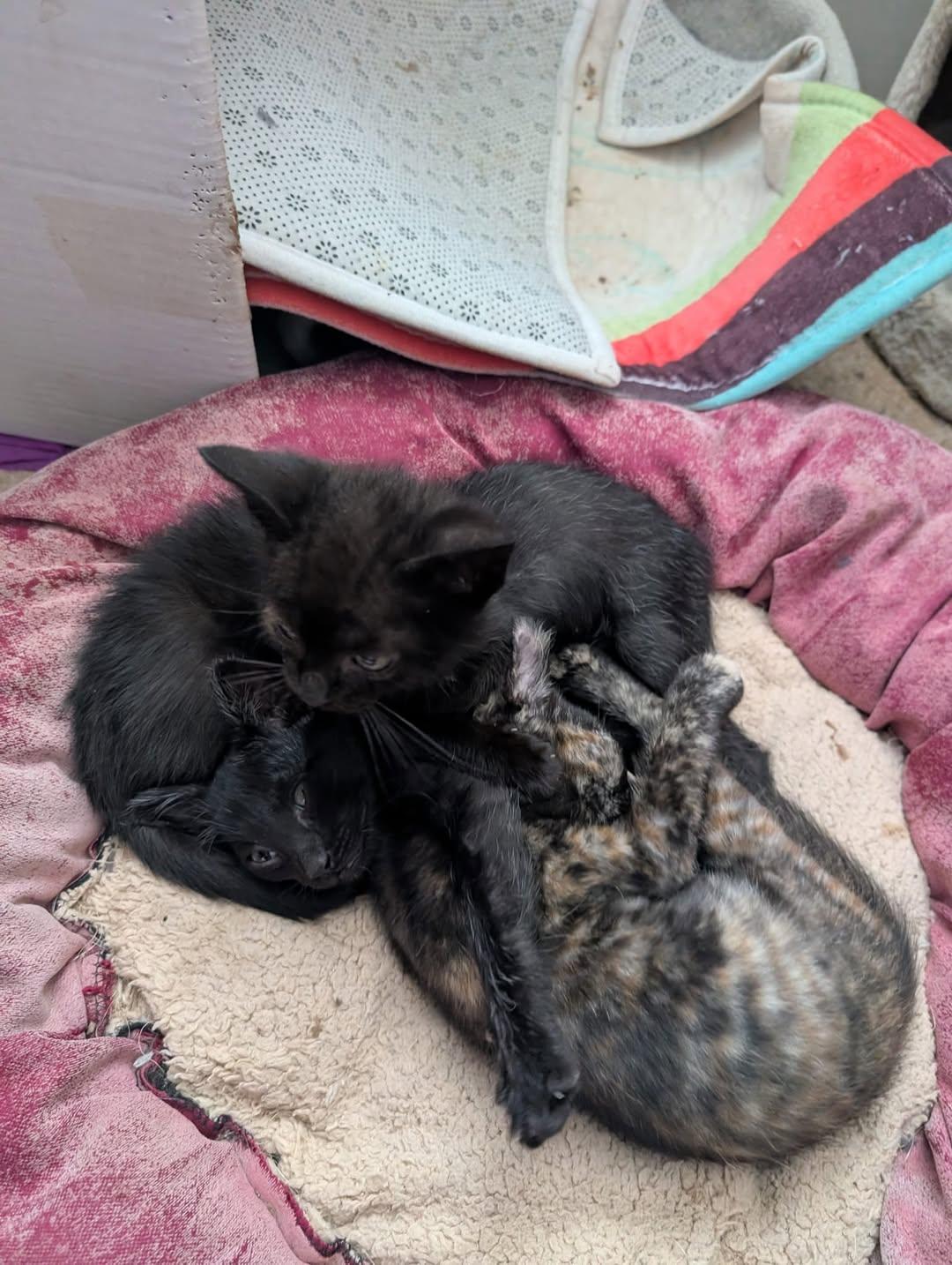 3 animalitos (6/8)