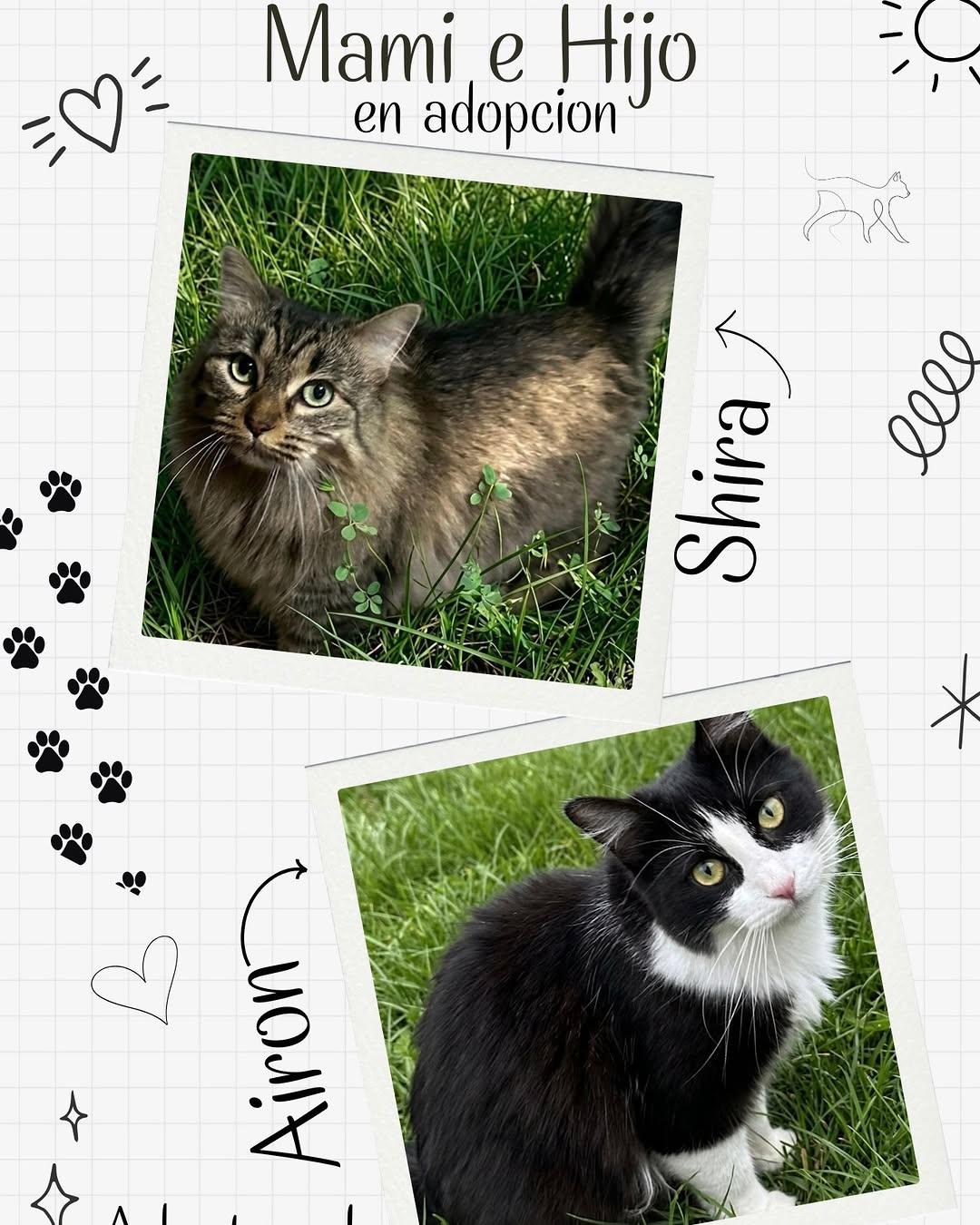 Airon, Shira