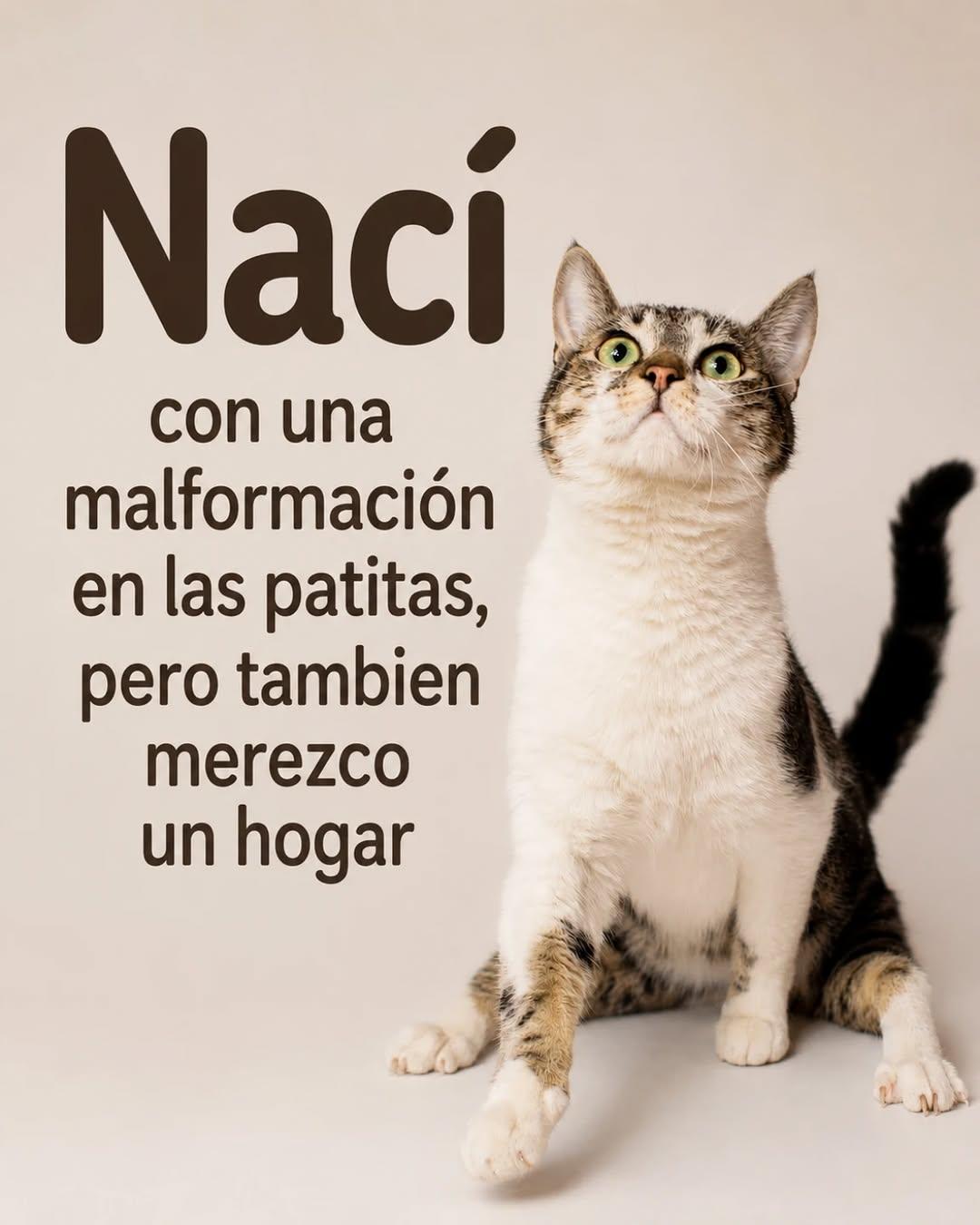 Canelo