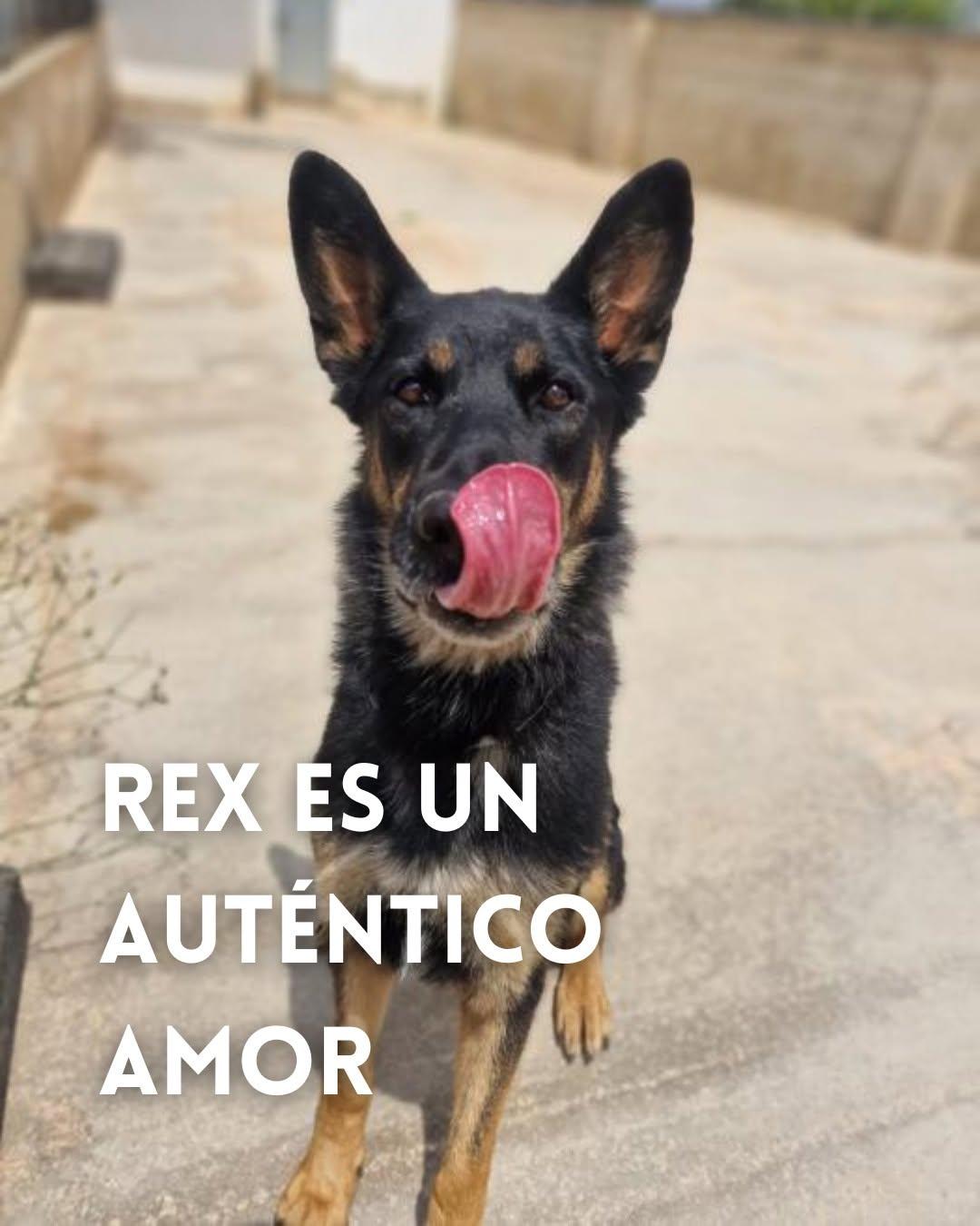 Rex (1/7)