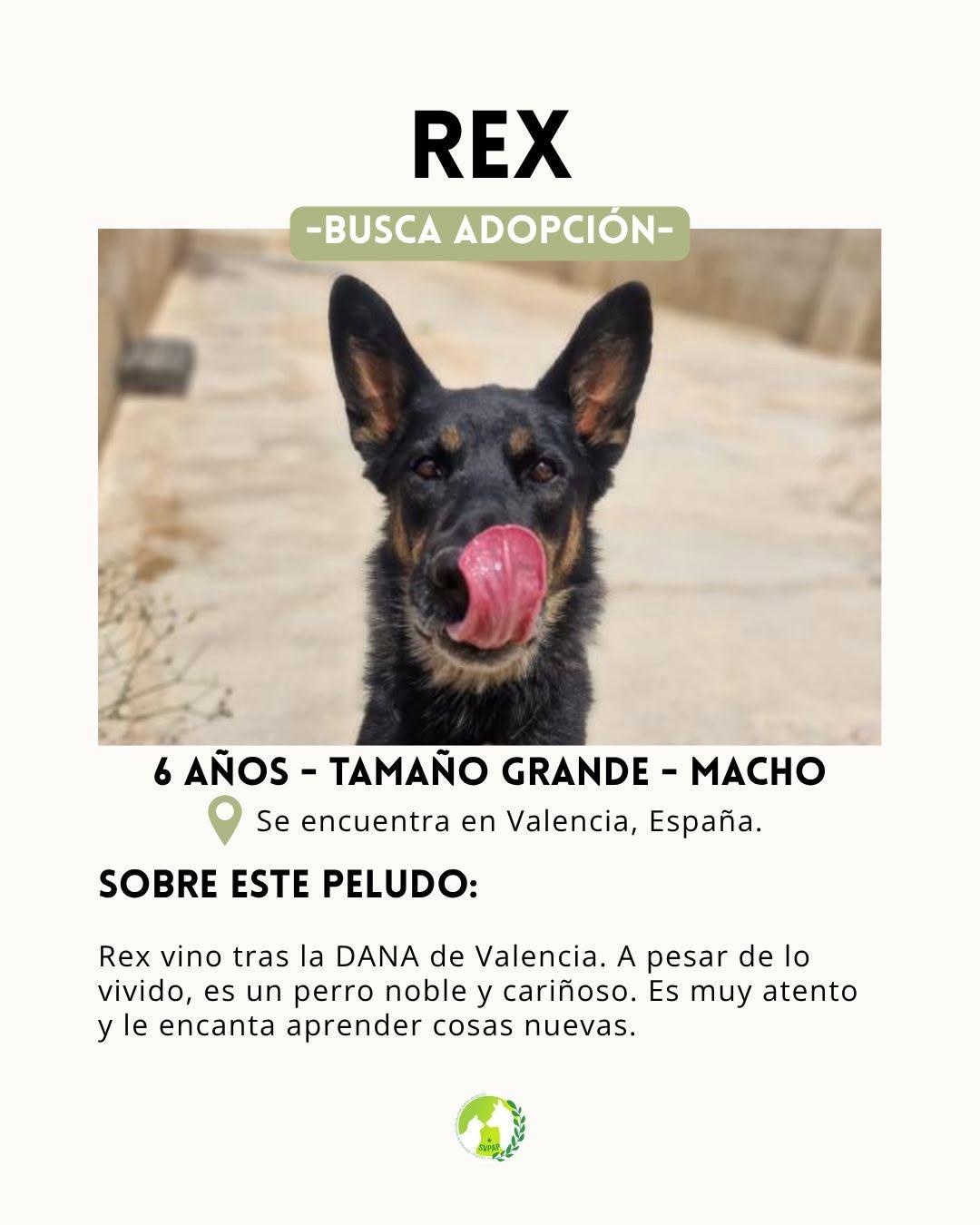 Rex (2/7)