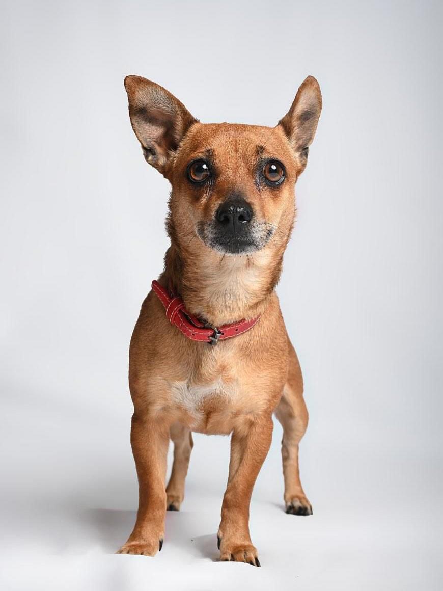 Púca (6/7)