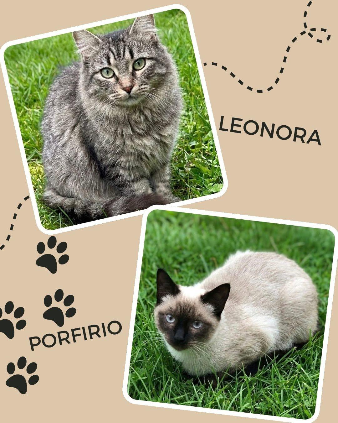 Leonora, Porfirio