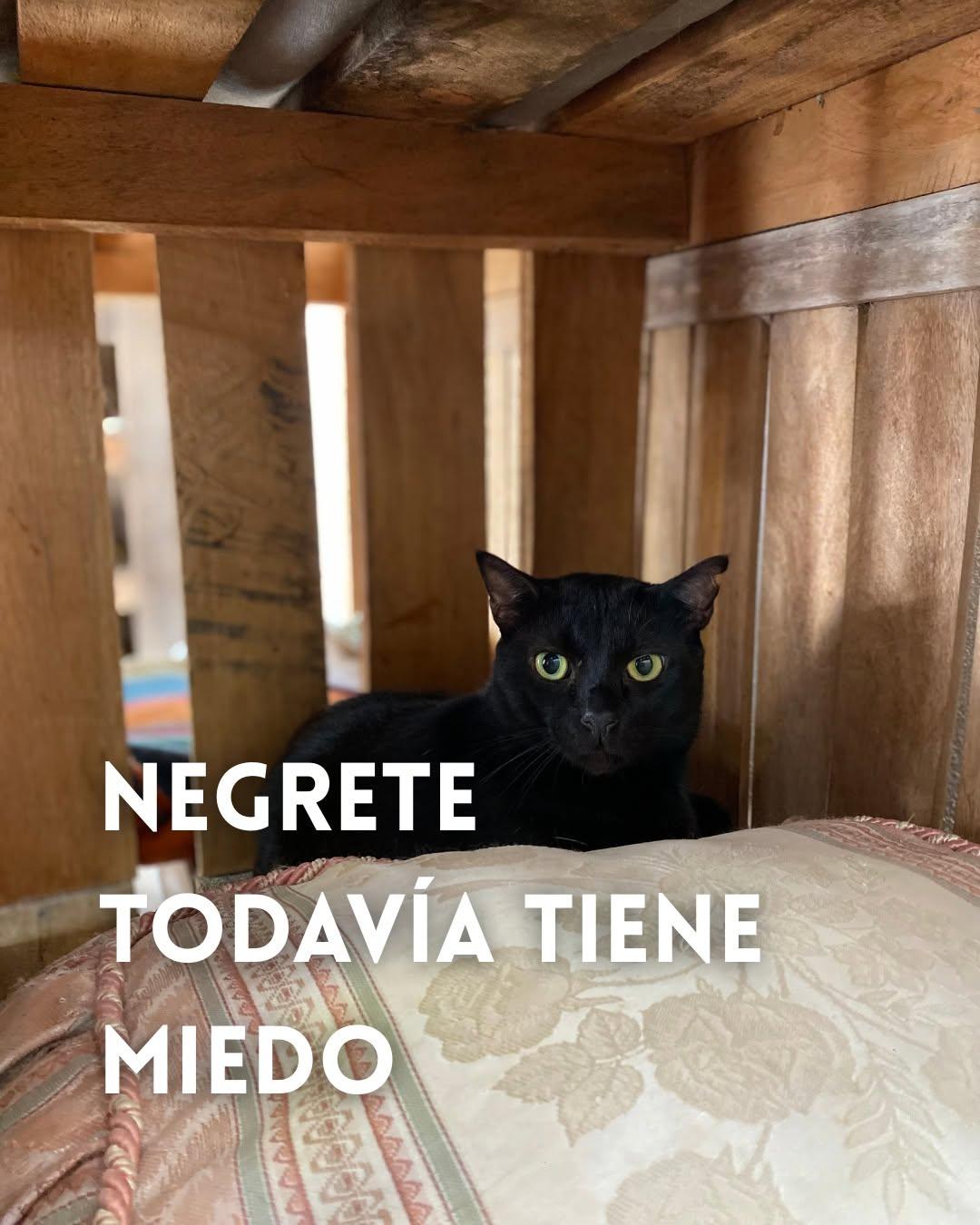 Negrete (1/5)