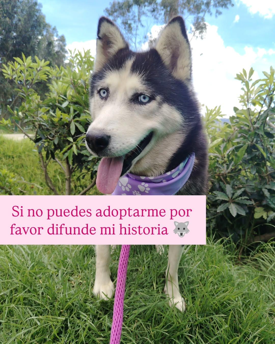 Azucena (7/7)