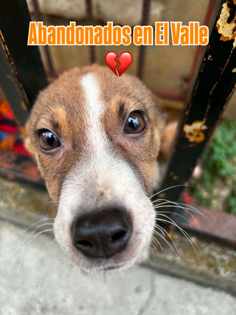Amor, Valentín (1/8)