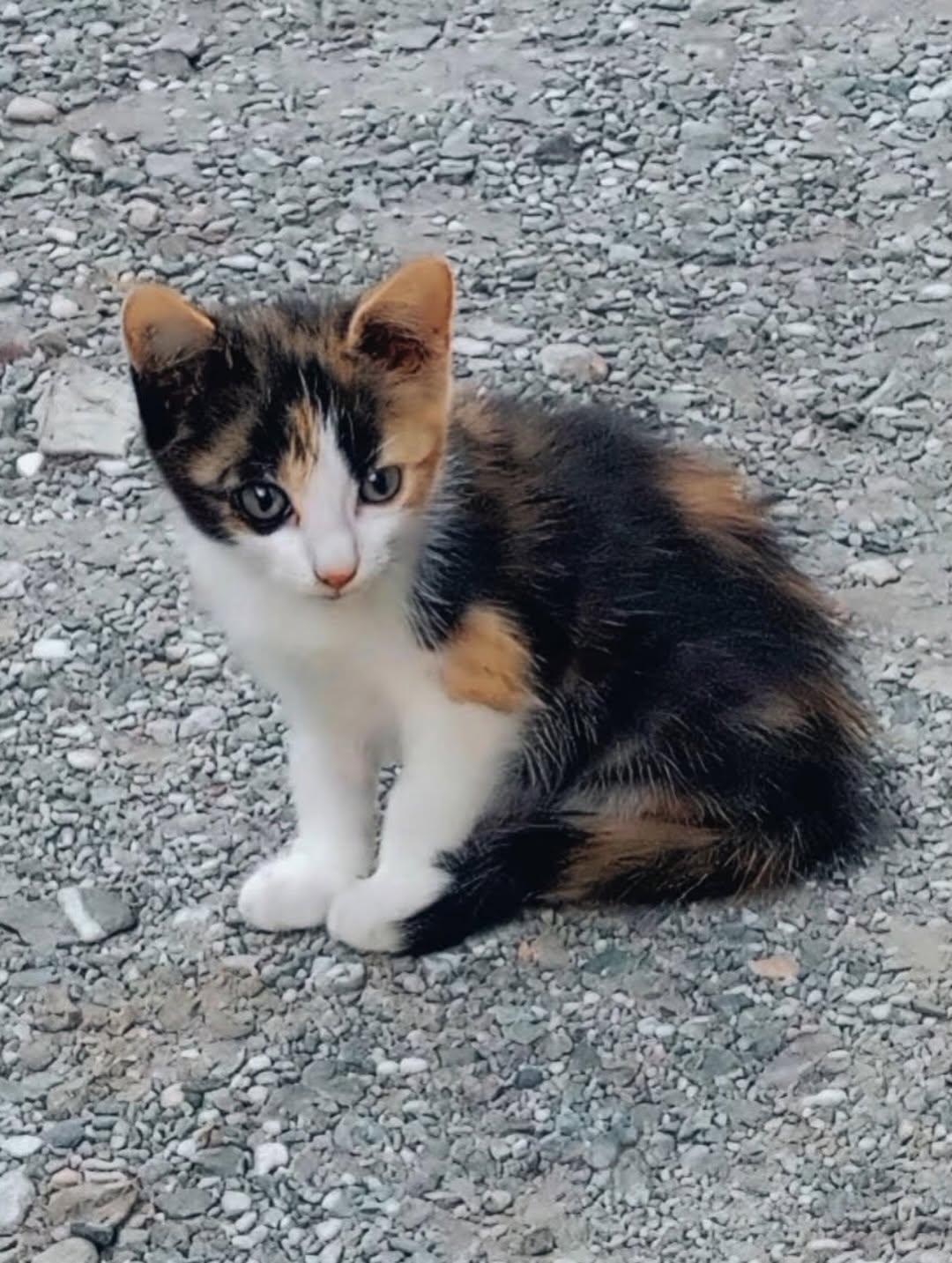 Manguito, Mino, Nino (13/18)