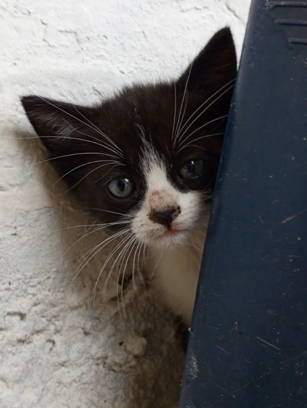 Manguito, Mino, Nino (15/18)