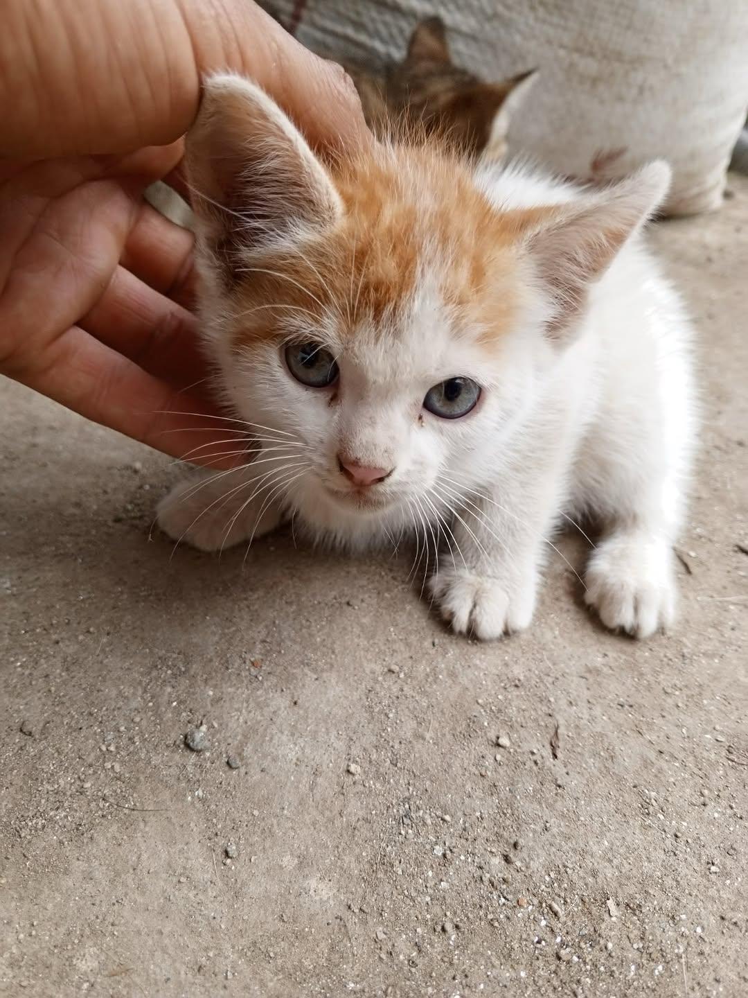 Manguito, Mino, Nino (16/18)