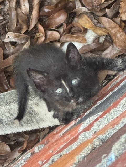Manguito, Mino, Nino (18/18)
