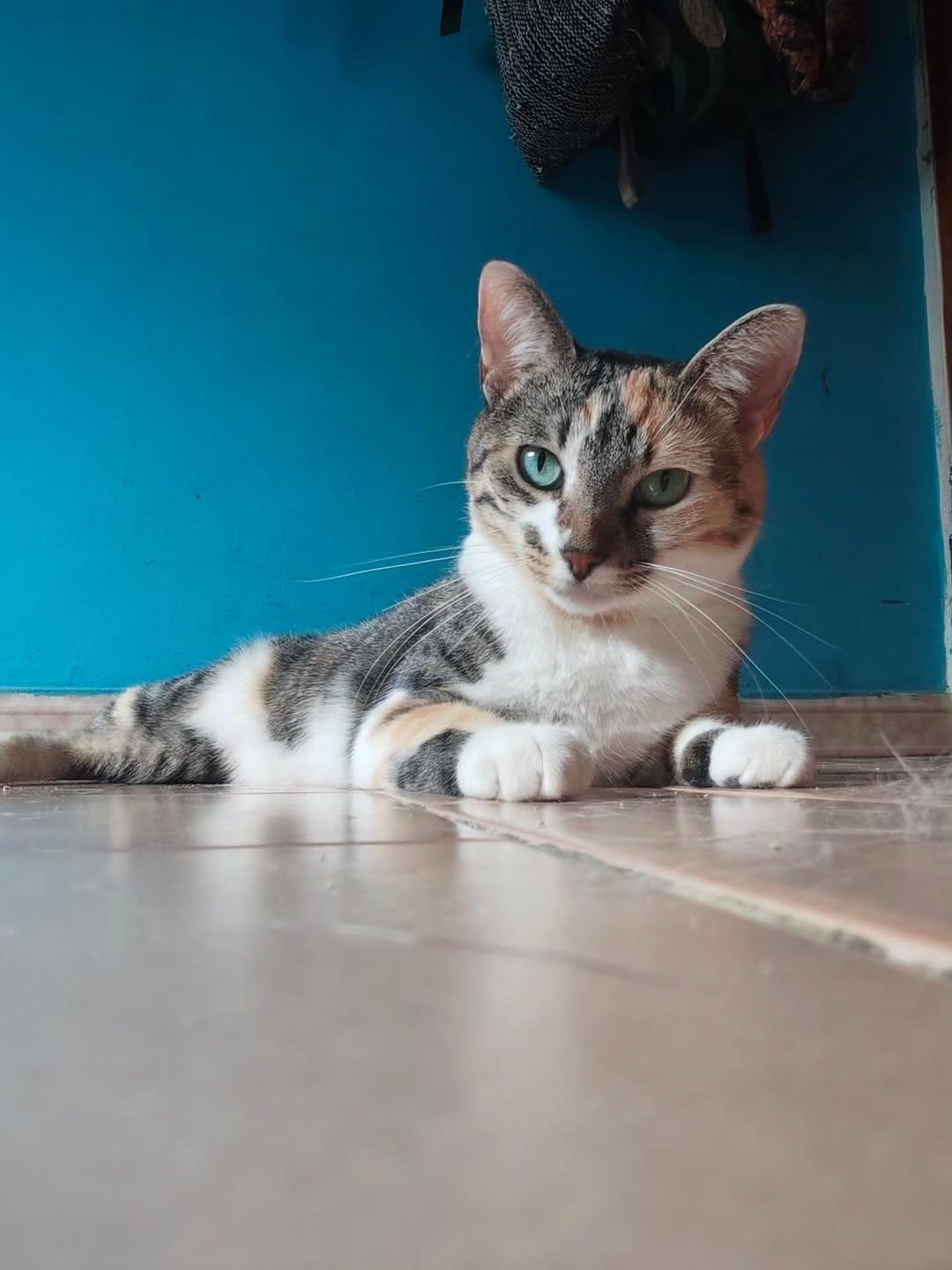 Melón, África (4/6)