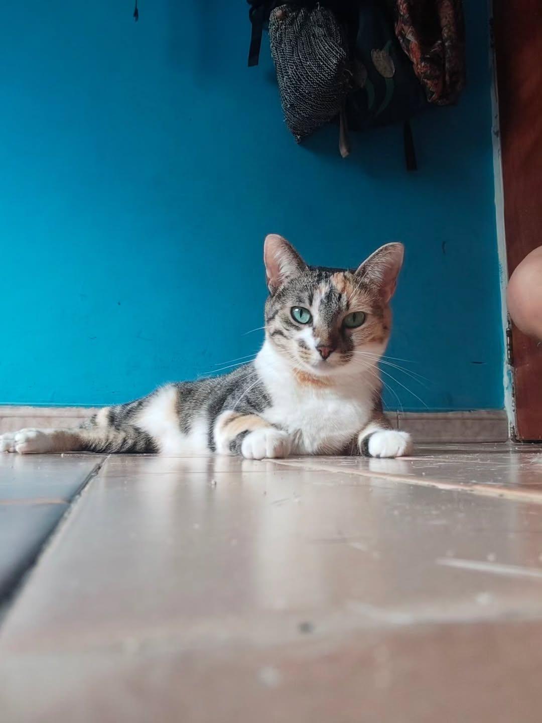 Melón, África (6/6)