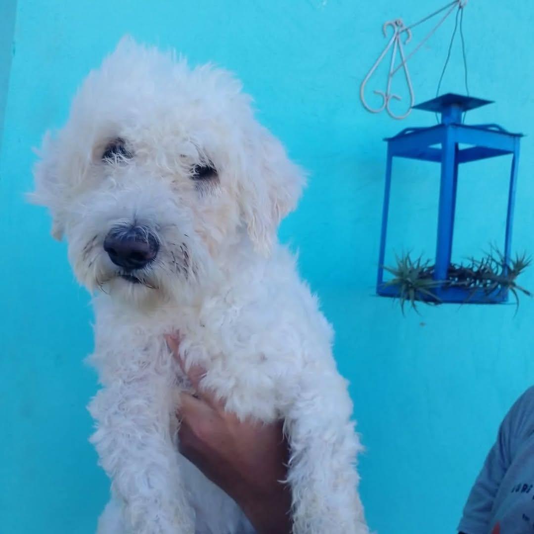 Pupi (2/2)