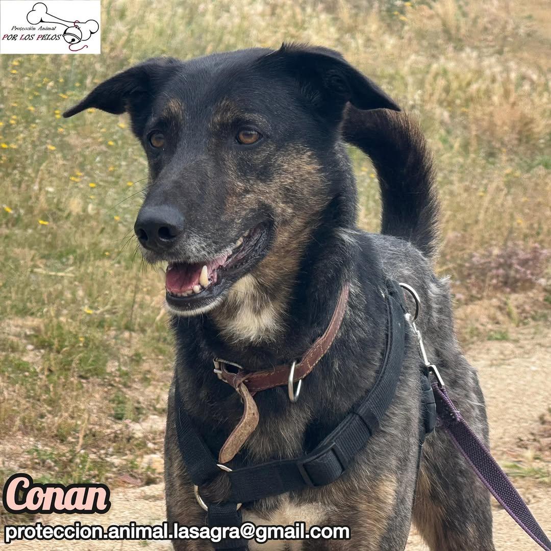 Conan (2/9)