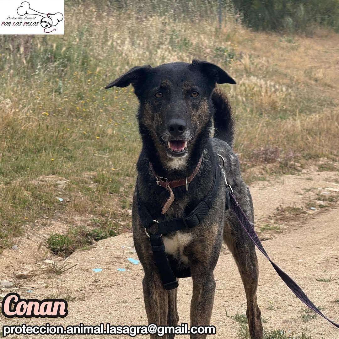 Conan (4/9)