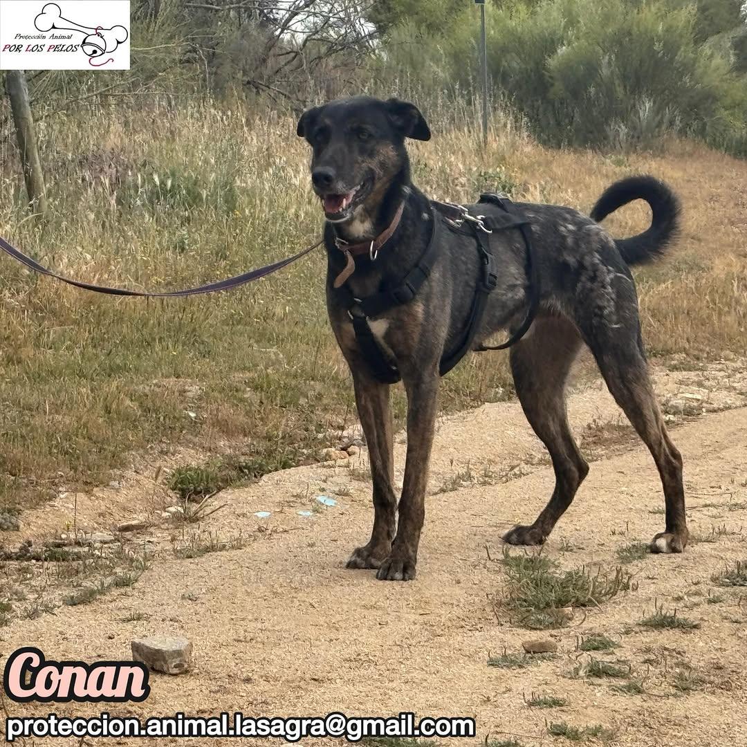 Conan (5/9)