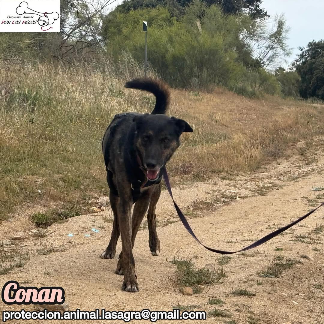 Conan (6/9)
