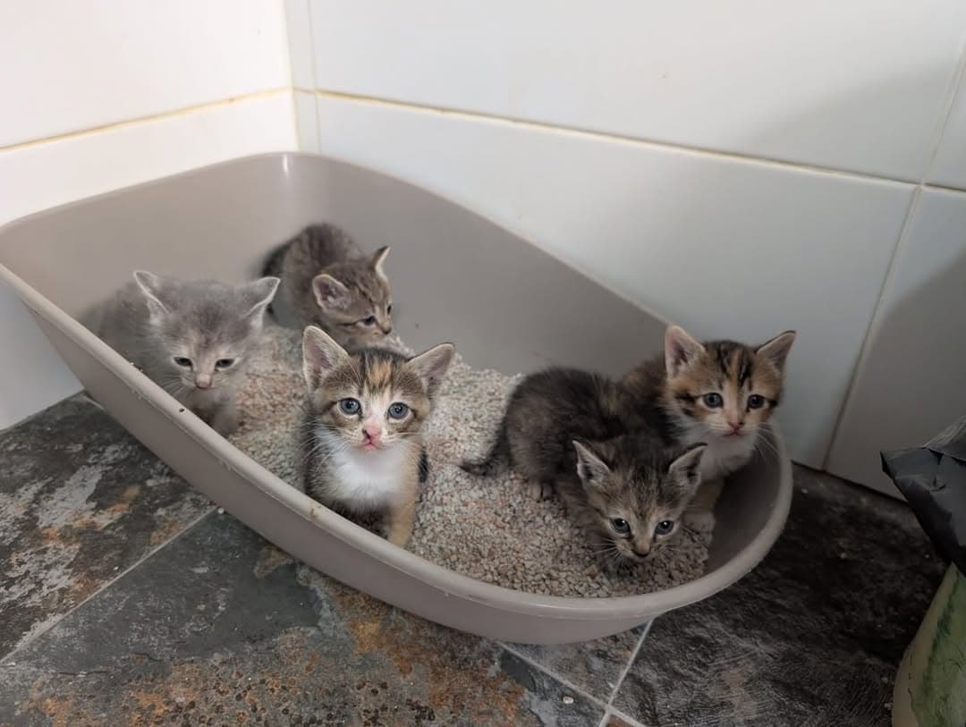 5 animalitos (1/7)