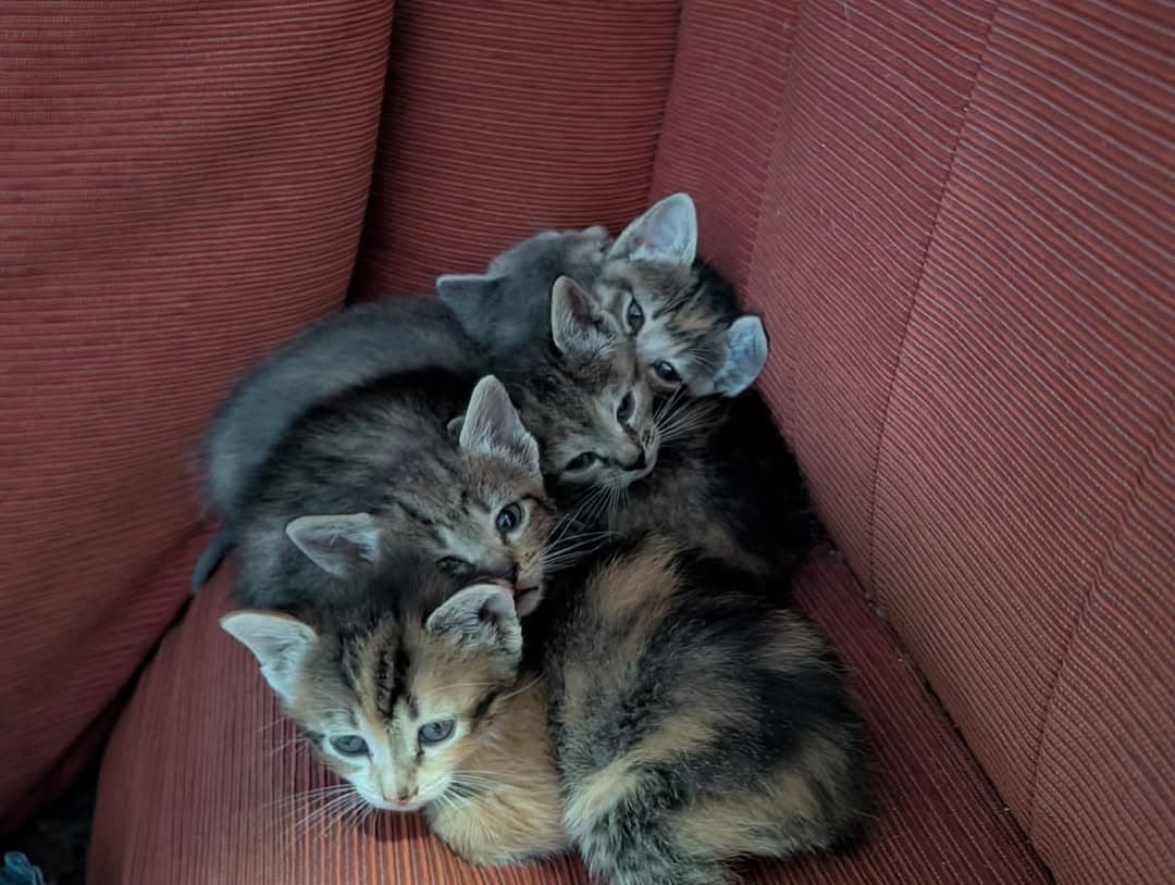 5 animalitos (2/7)