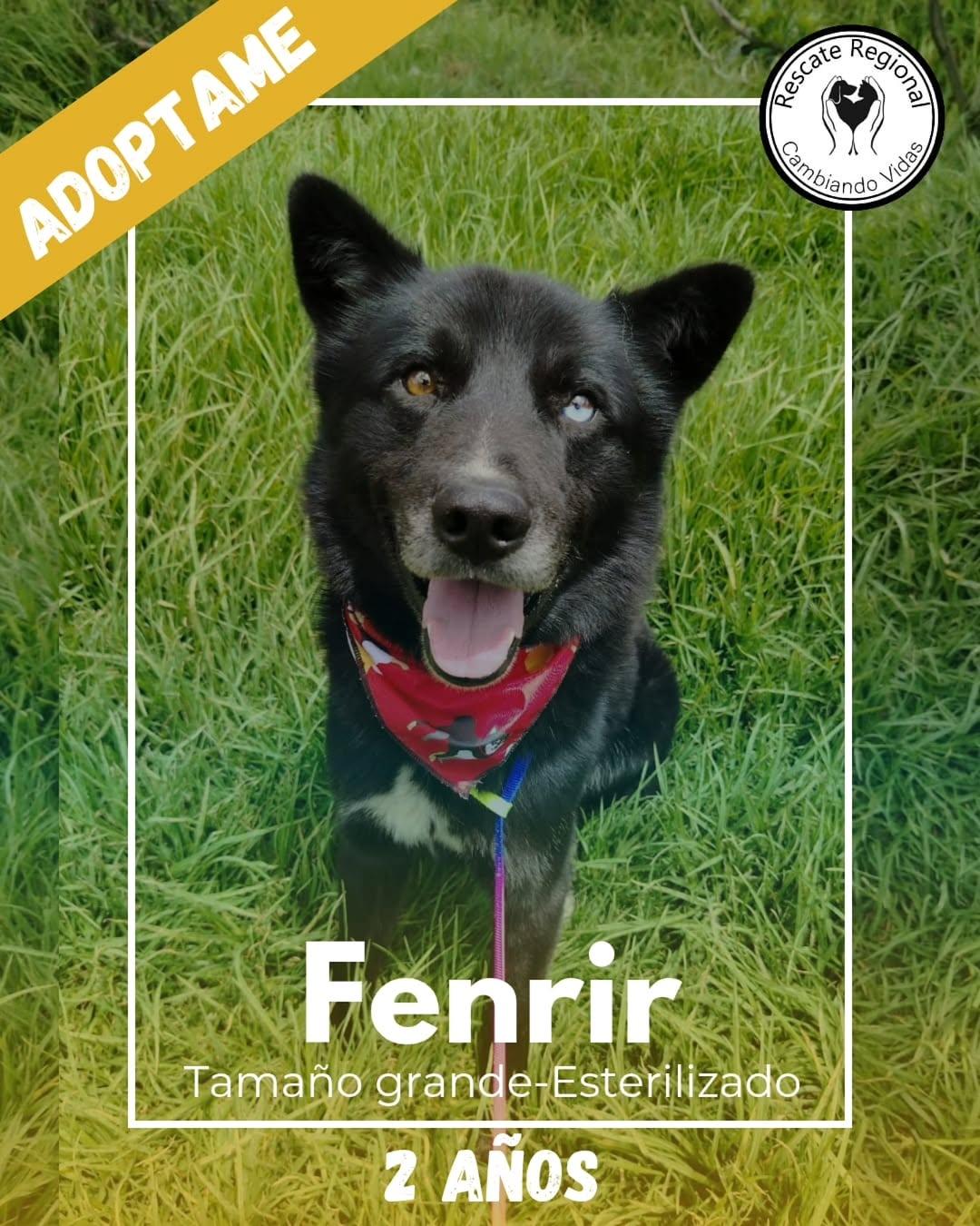 Fenrir (1/5)